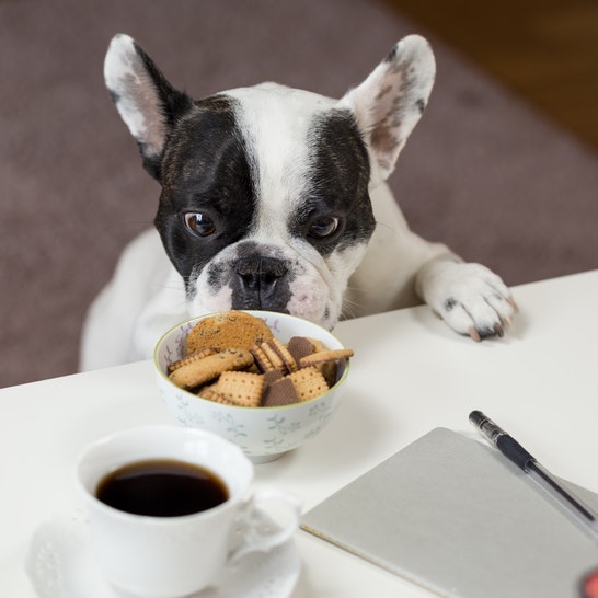 DOES TYPE OF PET FOOD MATTER?